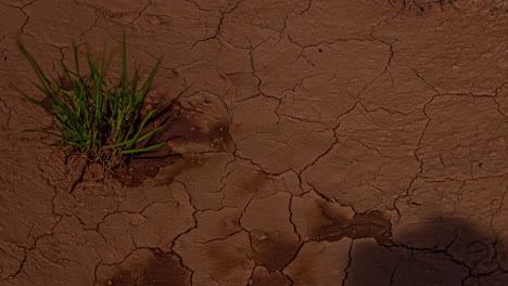 concept global warming, earth soil dries out, bad harvest, starving, timelapse