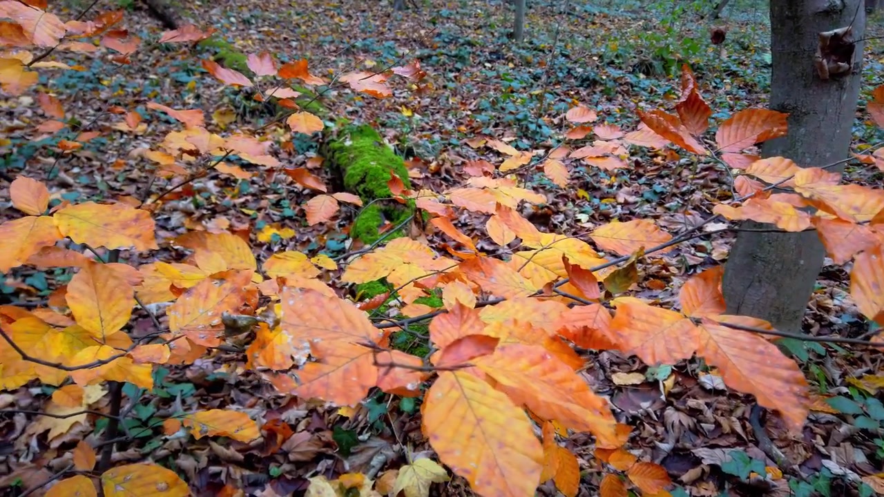 Alberi nella foresta autunnale