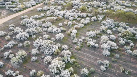 experience breathtaking aerial views of portugal's abstract landscapes as the drone soars above the trees