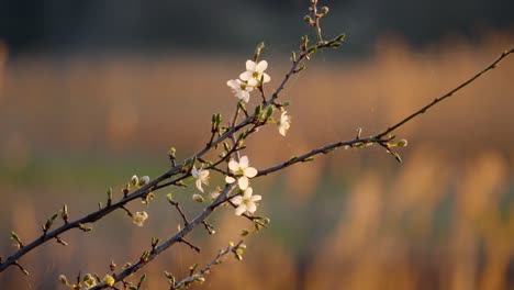 Wilde-Kirschbaumblüte-Im-Frühlingssonnenuntergang