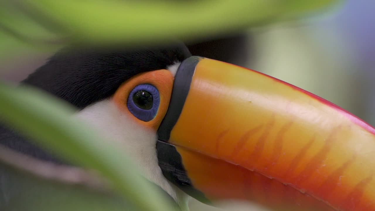 Close-up extremo de um tucano-toco escondido entre folhas verdes da selva