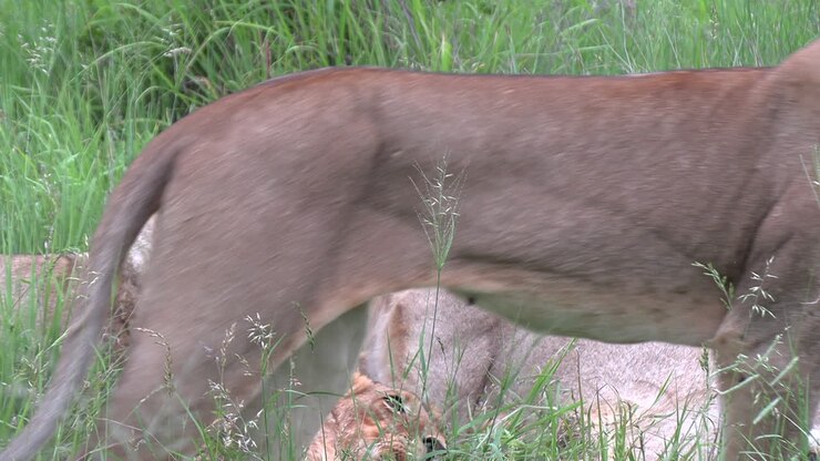 Leoni che si toelettano e un leone ringhia mentre un altro si avvicina