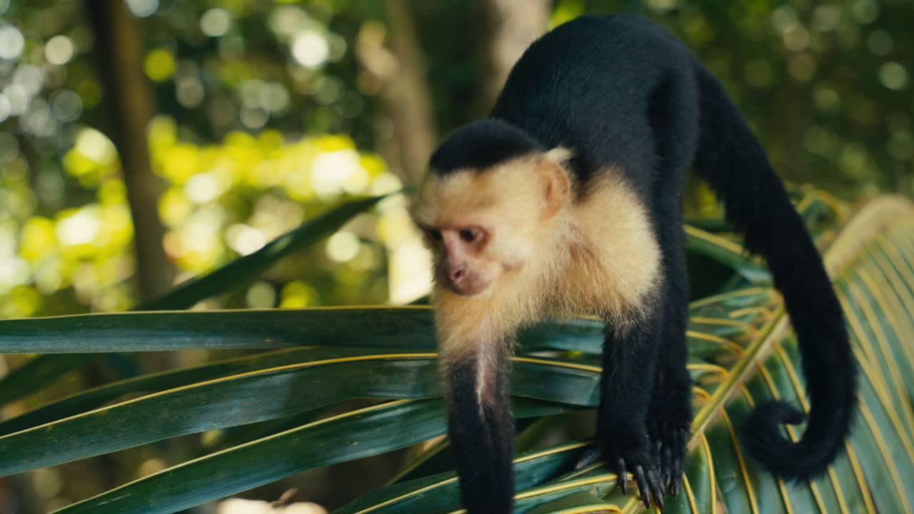Capuchin monkey in the jungle