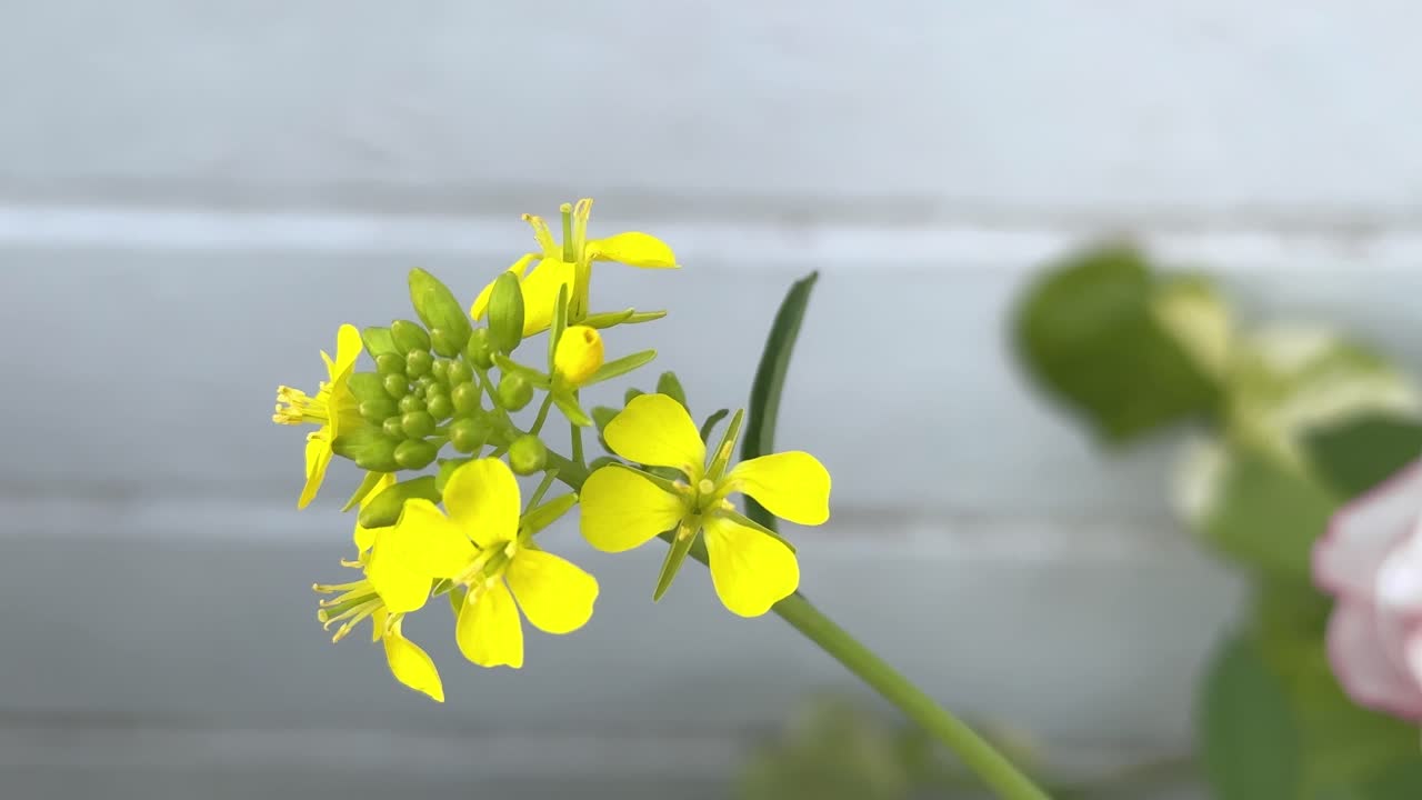 closeup shot of a mustard flower swaying with the wind on white background