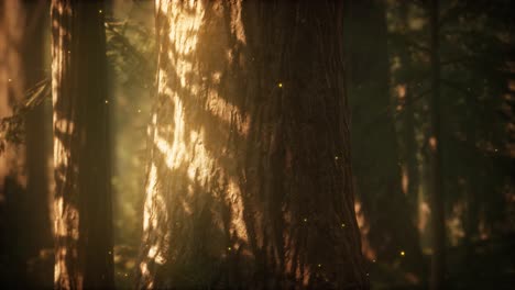 wild pine forest at sunrise