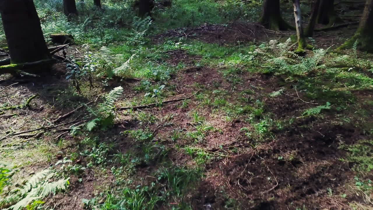 la cámara se desplaza lentamente a través del bosque oscuro durante el día - 4k