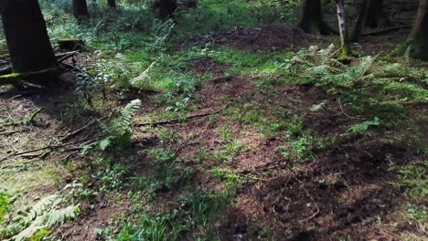 la cámara se desplaza lentamente a través del bosque oscuro durante el día - 4k