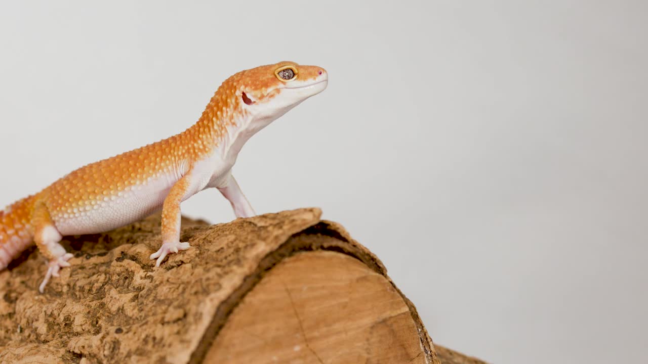 A vibrant orange leopard gecko stands alert on a textured wooden log against white