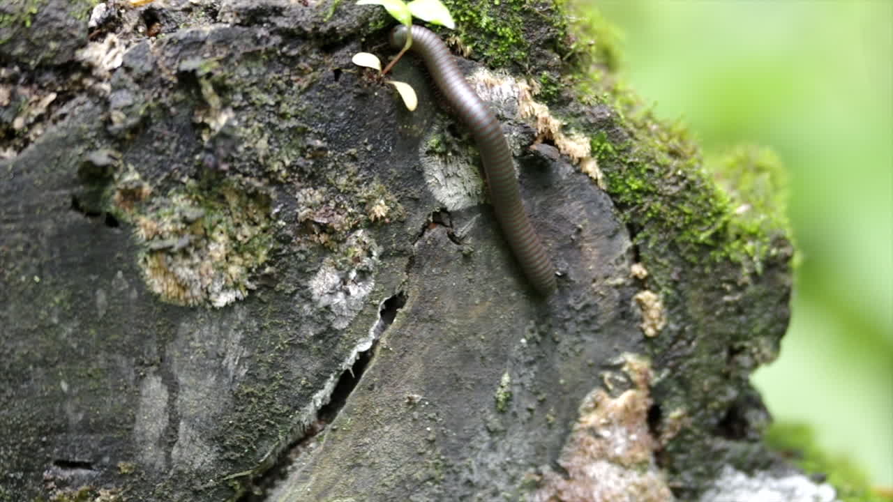 숲 속의 오래된 썩은 통나무를 기어가는 노래기
