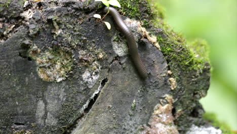 a millipede crawling on an old rotting log in the forest