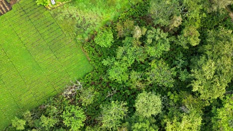 Exuberantes-Tierras-De-Cultivo-Verdes-De-Café-Y-Productos-Frescos-En-Las-Tierras-Altas-De-Nueva-Guinea