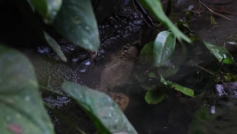 Seen-hiding-under-leaves-and-plants-while-submerged-in-water,-Estuarine-Crocodile-or-Saltwater-Crocodile-Crocodylus-porosus,-Philippines