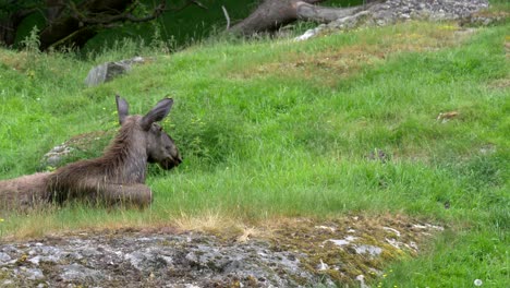 Vertikaler-Schwenk-Von-Zwei-Jungen-Kalb-Elchen-Alces-Alces-Elch-Wapiti-Ruht-Auf-Grasland