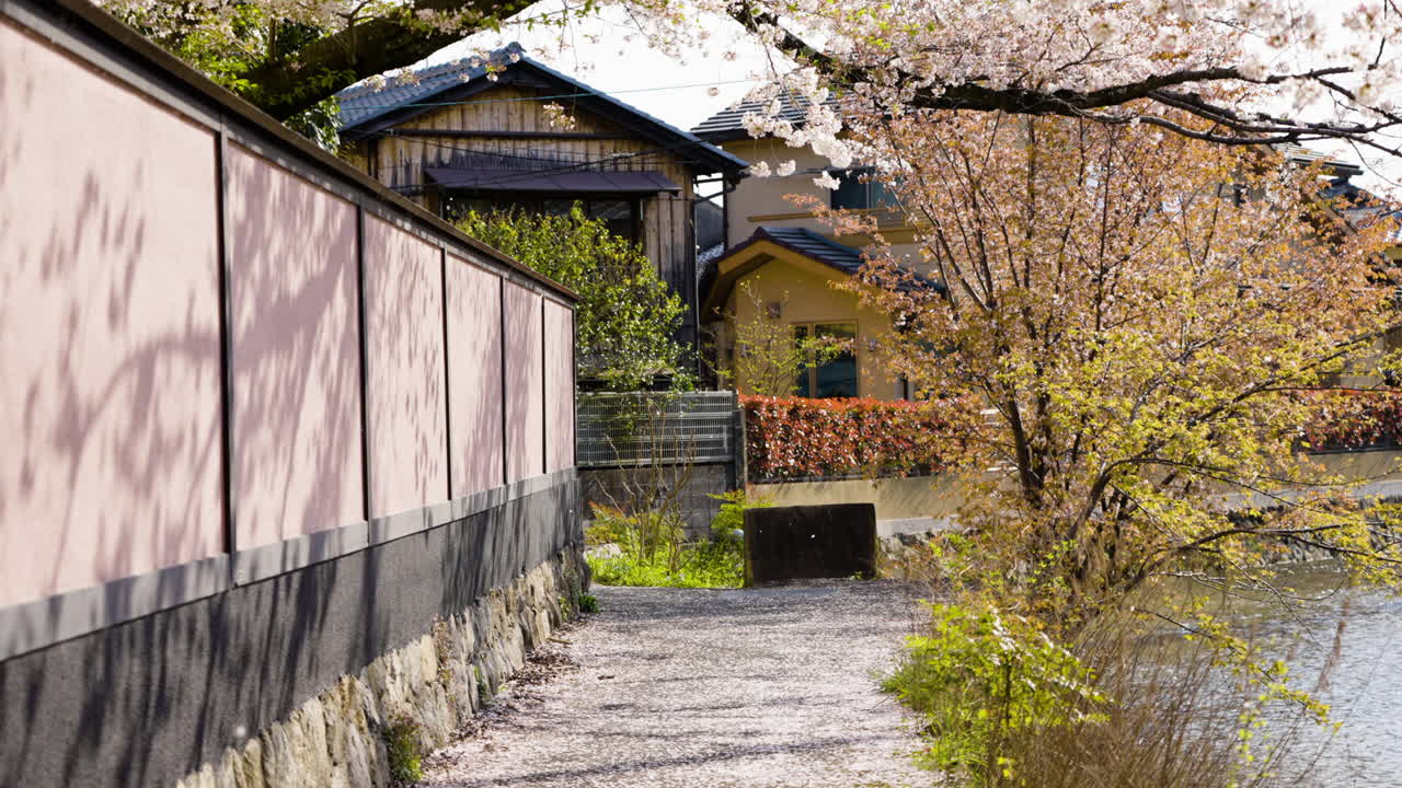 Slow motion shot of cherry blossom petals falling off a tree in Kyoto, Japan