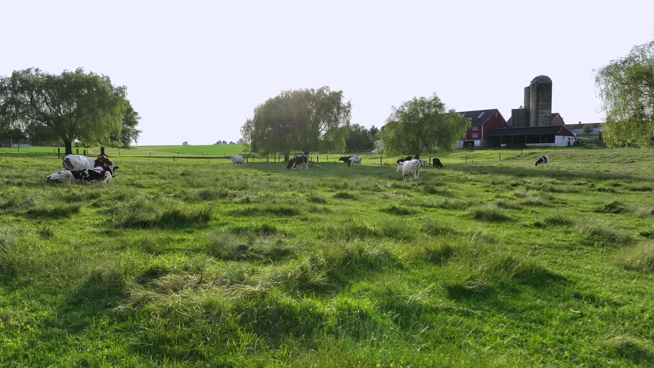 Grazing cows on American countryside farm in Pennsylvania. Sunny day in summer. Grass field with fence in rural area. Aerial close up