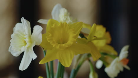 Super-Tight-Panning-Shot-of-Daffodils-at-a-Tea-Party