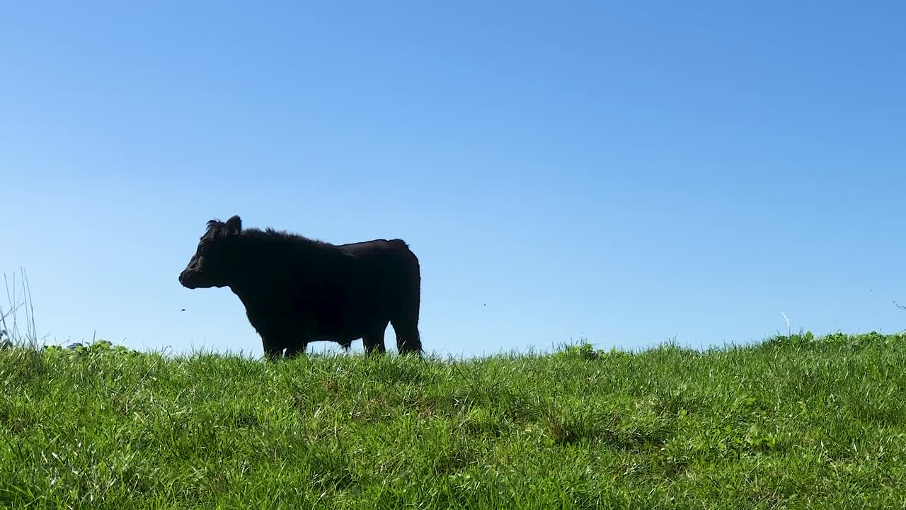 Black cow standing still on top of a green grassy hill with a bright blue sky in the background. Wide angle of Angus bull cattle standing on grass ridge with flies.