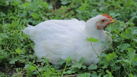 white chicken chiken sitting in green grass big chickenchicken is an egg white chicken chiken sitting in green grass big chickenchicken is an egg chicken on grass