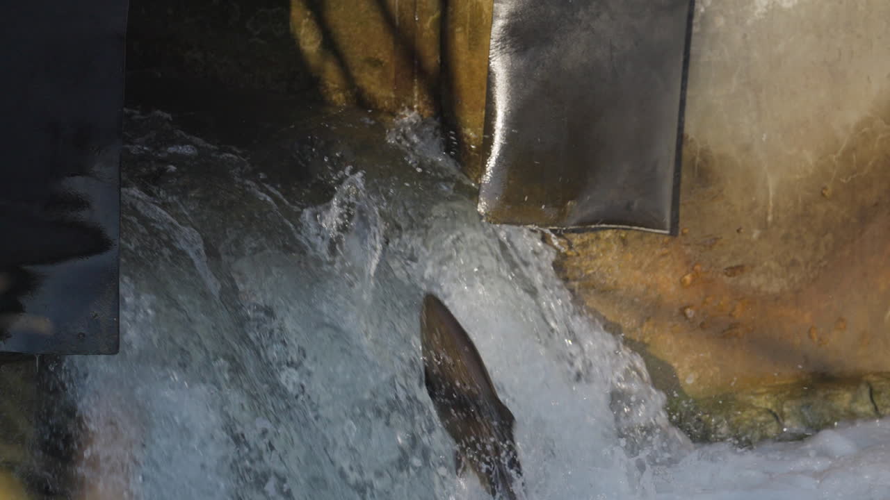 Salmon leap up Ganaraska River waterfall, Ontario, slow motion nature shot