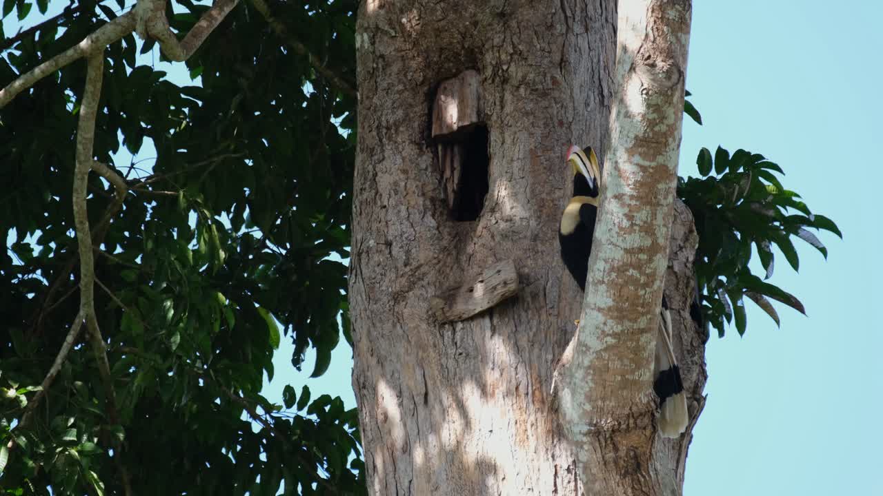 escaneando su entorno antes de volar fuera del cuadro a la izquierda, el gran buceros bicornis