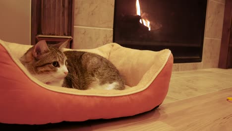 a cute cat sits in its bed beside a cozy fire in a living room