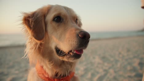 Nahaufnahmeporträt-Eines-Hellen-Hundes-Am-Strand.-Süßer-Großer-Hund,-Der-Morgens-Am-Strand-Mit-Offenem-Mund-Und-Zunge-In-Die-Kamera-Schaut