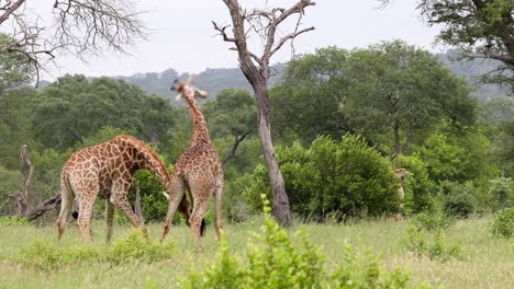 Dos-Grandes-Jirafas-Macho-Peleando-En-La-Reserva-Sudafricana,-Posibilidad-Remota