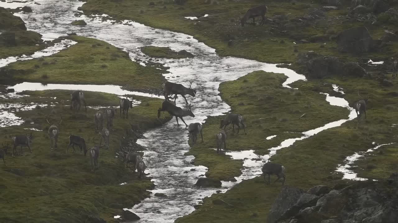Reinsdyrflokk krysser en liten elv i det norske høyfjellet under en kraftig sommerregnstorm.
