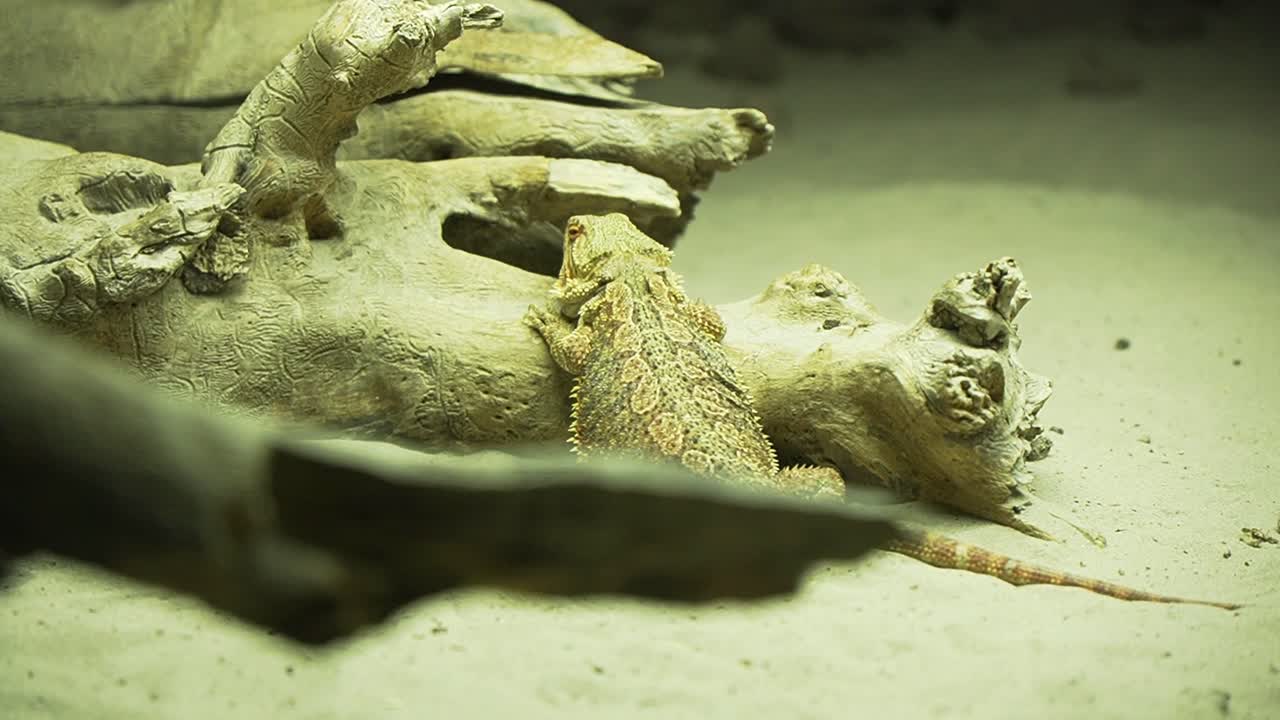 большая ящерица pogona vitticeps сидит на ветке дерева в парке рептилий