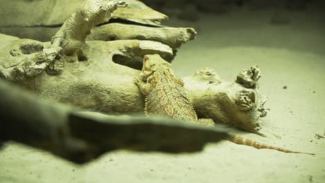 gran lagarto pogona vitticeps sentado en la rama de un árbol en el parque de reptiles