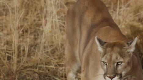 female mountain lion slow motion in an arid desert climate - in the style of a nature documentary