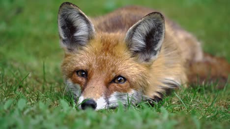 a static shot of a fox laying in the grass with clumsy eyes in the morning time