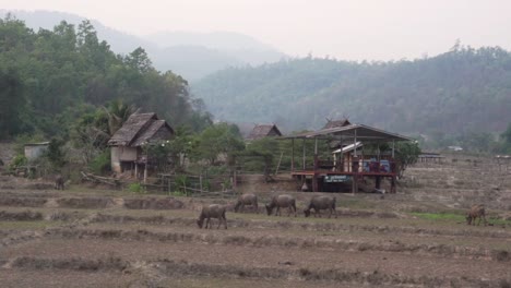 Water-buffalo-in-rice-fields-in-northern-Thailand,-Thai-agriculture