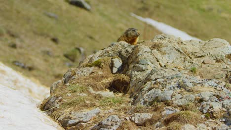 a marmot appears from behind a rock