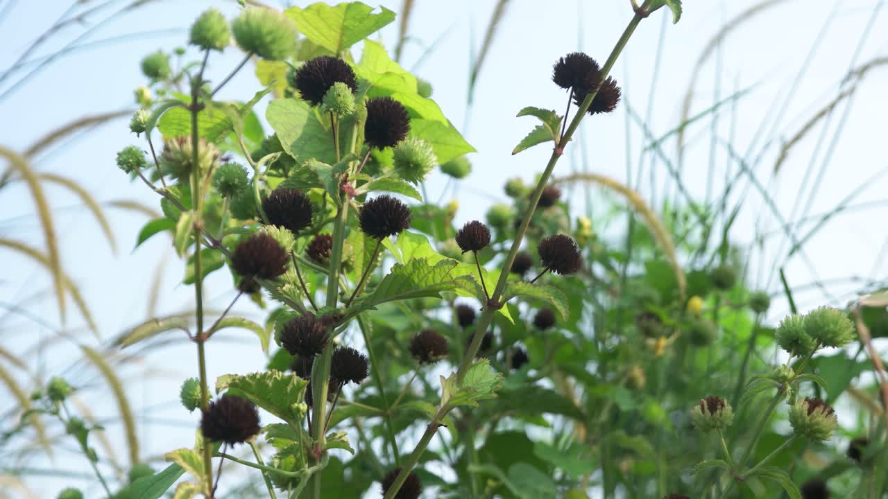 바람에 4k 푸른 잔디