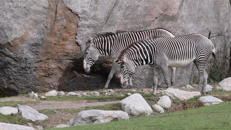 close up shot oif cute zebra couple in zoo in front of rocky wall during sunny day - slow motion footage