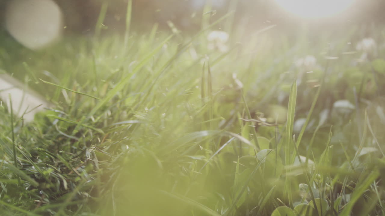 vista de cerca de la hierba en un campo en un día soleado