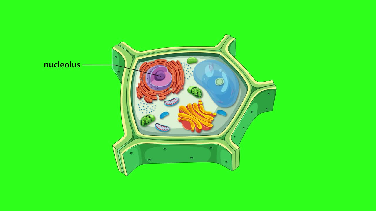 Animation illustrating plant cell structure with labeled organelles on ...