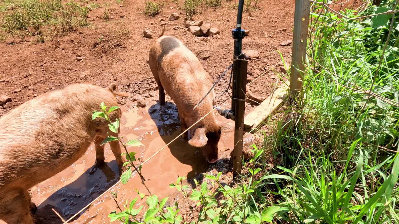 돼지는 물의 원천 근처의 진에 굴러다닙니다.