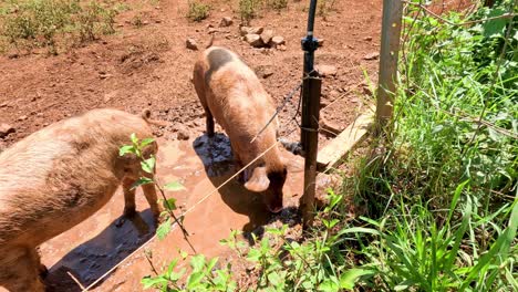 un cerdo se revolca en el barro cerca de una fuente de agua.