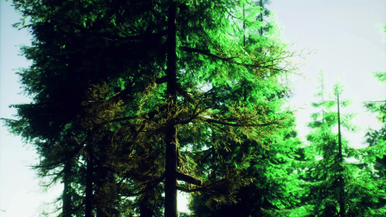 Lush green forest at midday with sunlight filtering through trees
