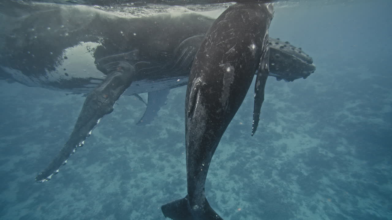 Humpback whale calf swims above head of parent in shallow water in Tonga
