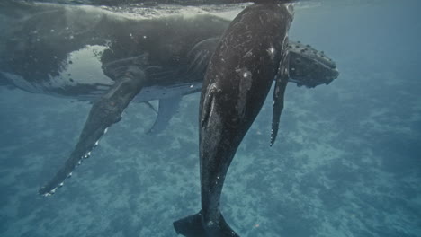 humpback whale calf swims above head of parent in shallow water in tonga