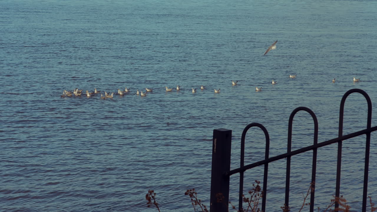 몇 마리의 백조 의 모습