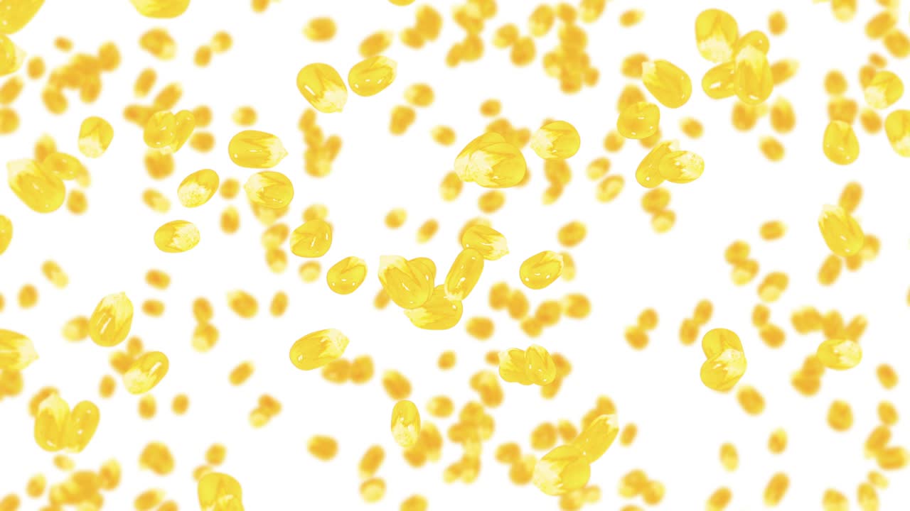 색 배경에 많은 옥수수 어리를 날려. 노란 달한 옥수스 씨. 채식주의자. 건강한 음식. 옥수수가 회전하는 3d 루프 애니메이션.