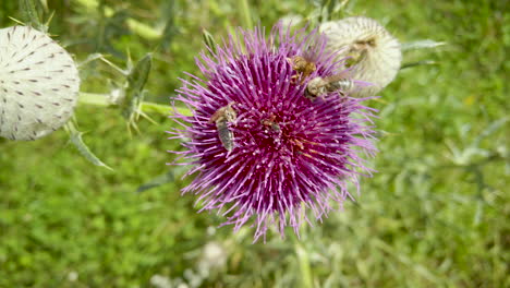 Cardo-Meciéndose-En-El-Viento-–-Plano-De-Cerca-–-Plano-Estático-Desde-Arriba