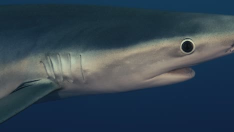 close up of a large blue shark swimming through the ocean with light rays and small fish in the background