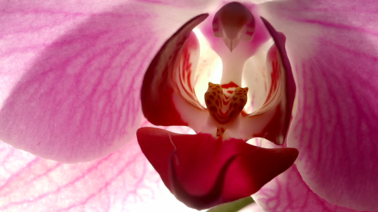 flor de orquídea rosa exótica pistilo, estambre y venas de pétalos, detalle macro