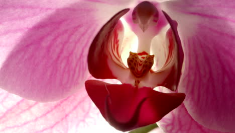 exotic pink orchid flower pistil, stamen and petal veins, macro detail