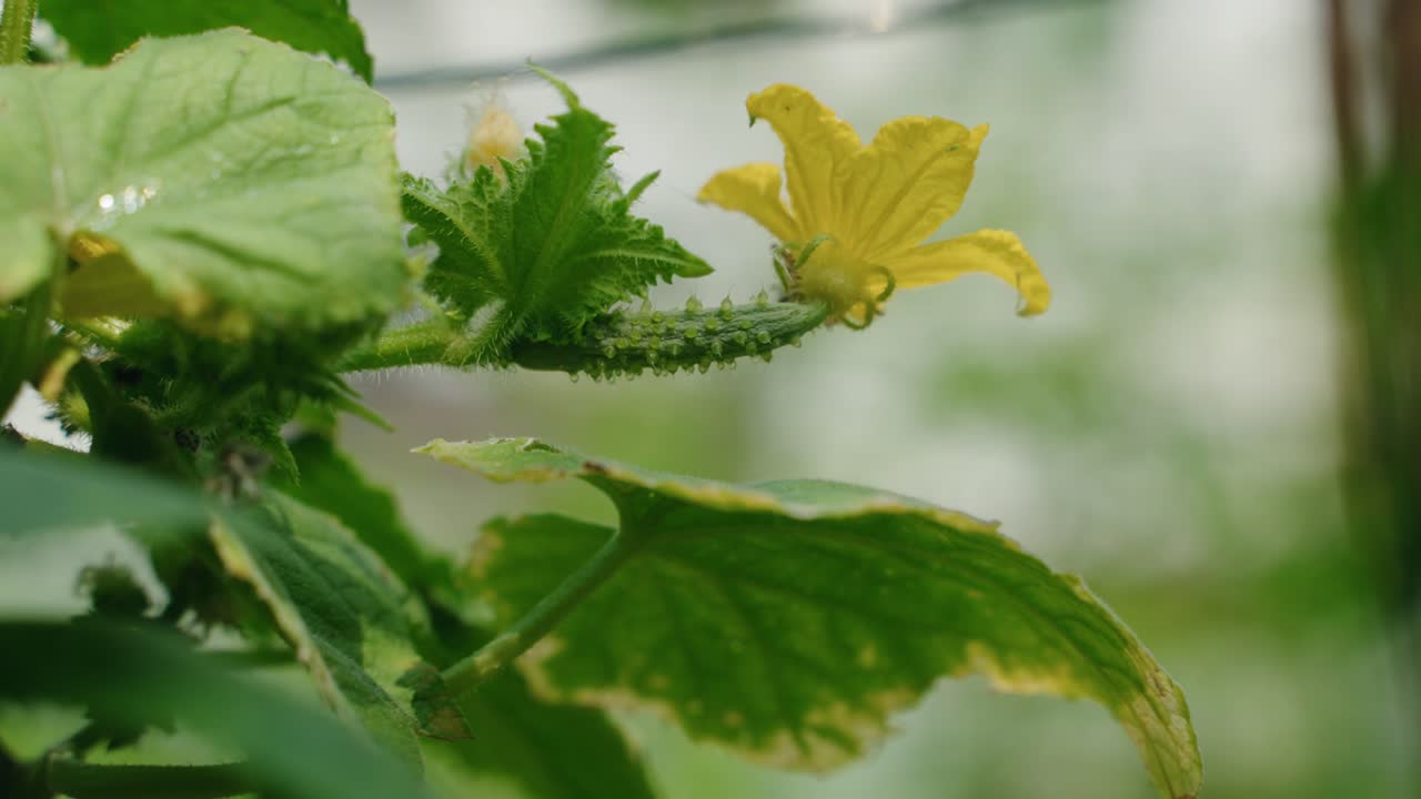 A yellow flower blossom on a cucumber plant in a vegetable garden, North America, Quebec, Montreal, Canada.